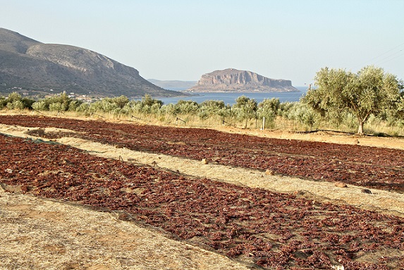 SUN DRIED GRAPES on ground
